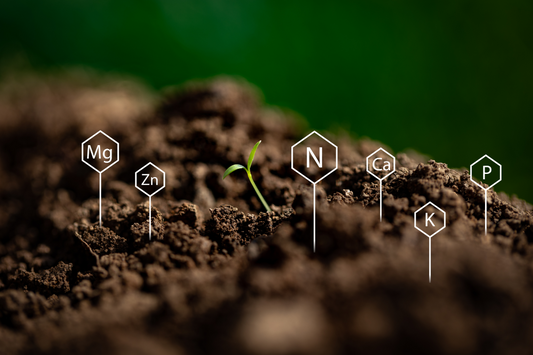 Glyphosate in Your Food: What It Is, Why It Matters, and How to Avoid It